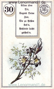 Lilie, antikes Dondorf Lenormand mit Versen